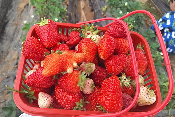 Hari Keseronokan Mesin Bintang Qingdao di Ladang Strawberi